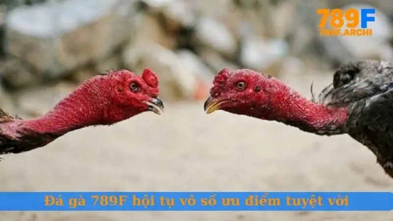Đá gà 789F hội tụ vô số ưu điểm tuyệt vời