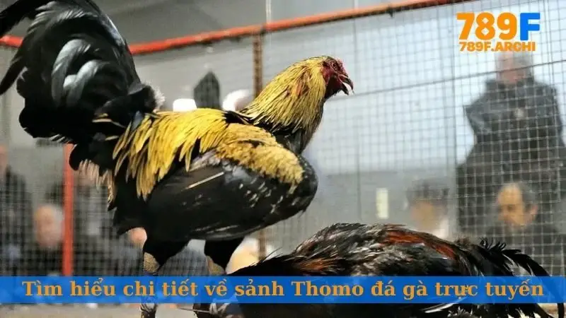 Tìm hiểu chi tiết về sảnh Thomo đá gà trực tuyến
